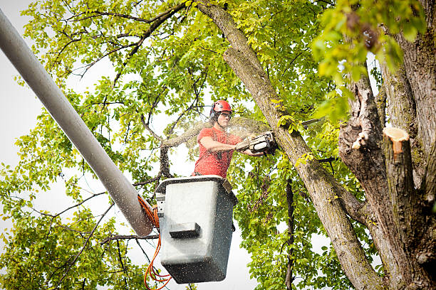  , USA Tree Removal Pros